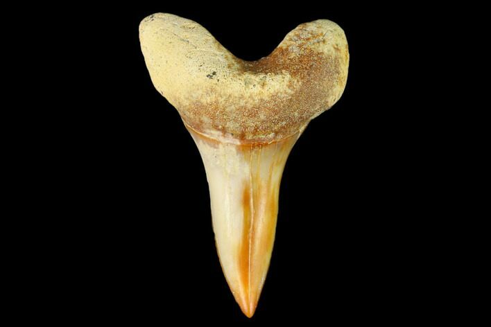 Colorful White/Mako Shark Tooth Fossil - Sharktooth Hill, CA #122722